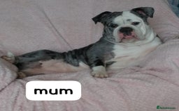 English Bulldog dogs for sale: Olde English bulldog puppies  - Image 5