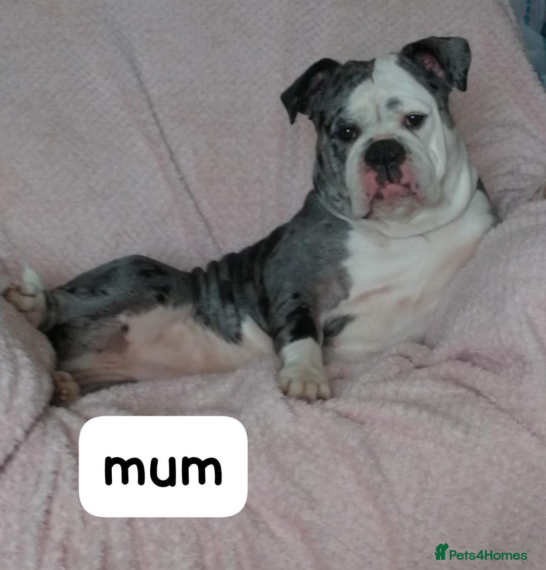 English Bulldog dogs for sale: Olde English bulldog puppies  - Image 5