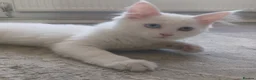 Mixed Breed cats for sale: Unique fluffy kitten for sale 😍  in Ipswich - Advert 7