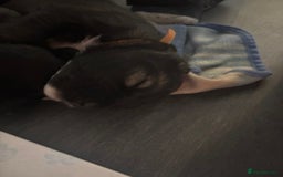 Caucasian Shepherd Dog dogs for sale: Caucasian Shepherds  - Advert 8