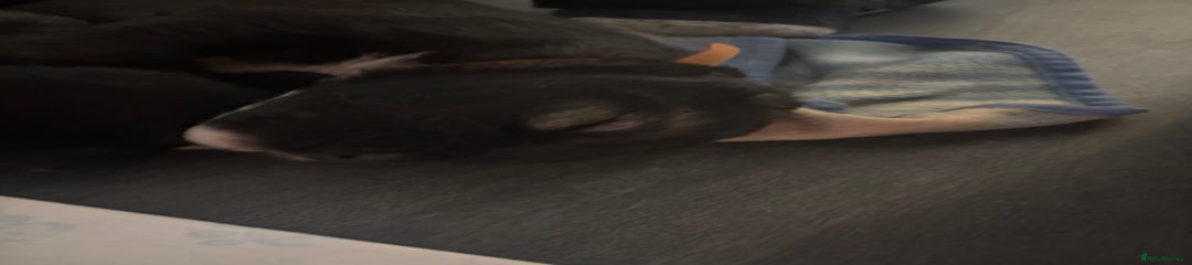 Caucasian Shepherd Dog Puppy orange