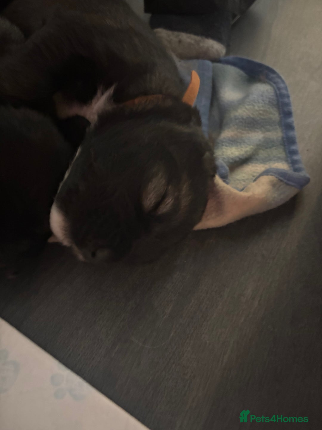 Caucasian Shepherd Dog dogs for sale: Caucasian Shepherds  - Advert 8