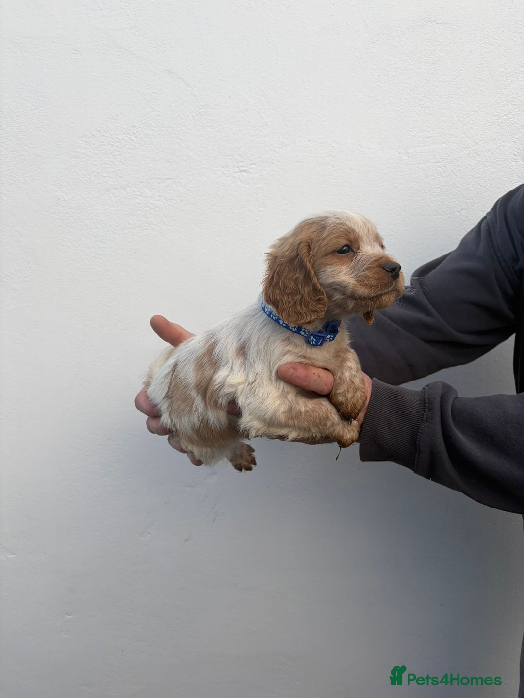 Cocker Spaniel dogs for sale: Cocker spaniels - Advert 4