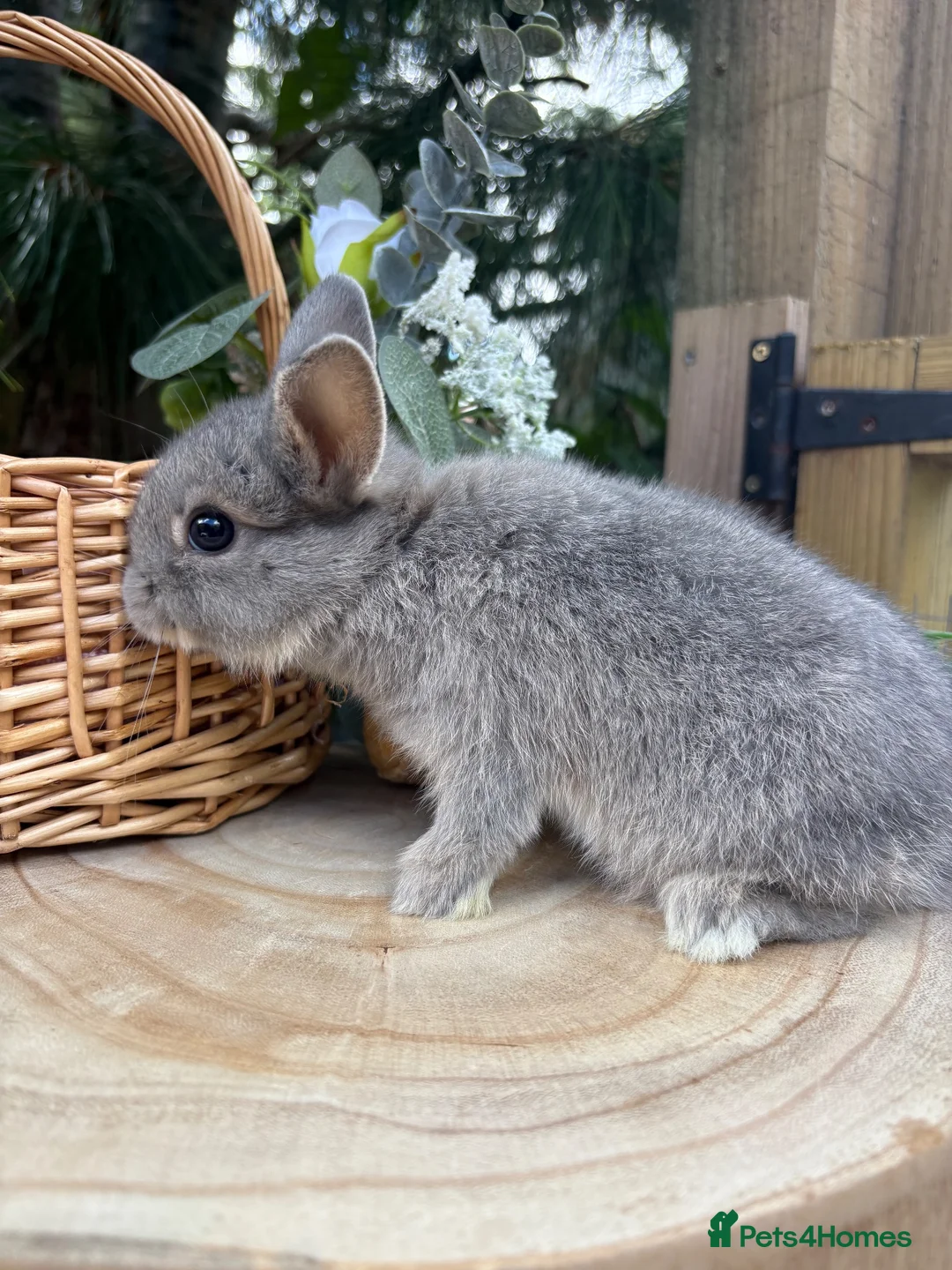 Netherland Dwarf rabbits for sale: Pure bred vaccinated* Netherland Dwarfs  - Advert 2