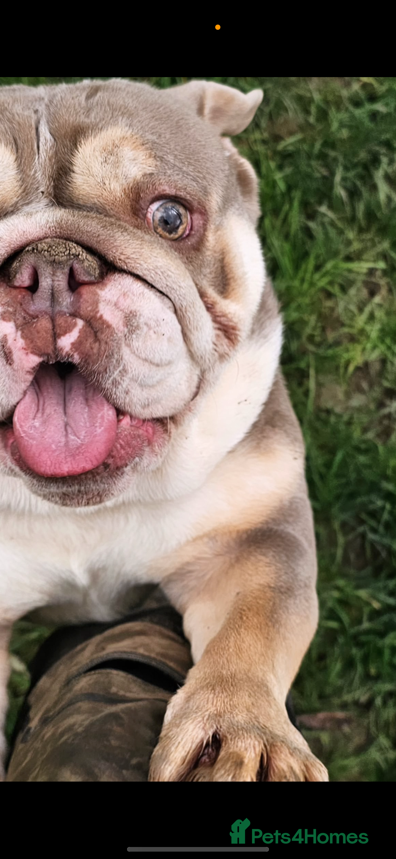 English Bulldog dogs Stunning girl KC registered bulldog 💕💕💕💕 - Advert 1