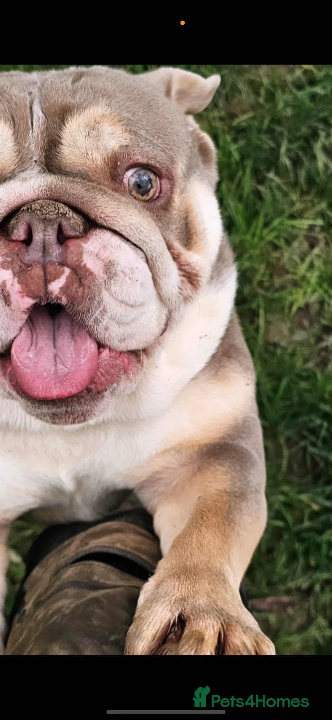 English Bulldog dogs for sale: Stunning girl KC registered bulldog 💕💕💕💕 - Advert 2