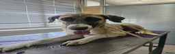 Mixed Breed dogs for adoption: Adorable Athena 🐾🐶 in Hengoed - Advert 5