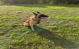 Belgian Shepherd Dog dogs for stud: Big Boy Belgian Shepherd Dog For Stud in Cheltenham - Image 3