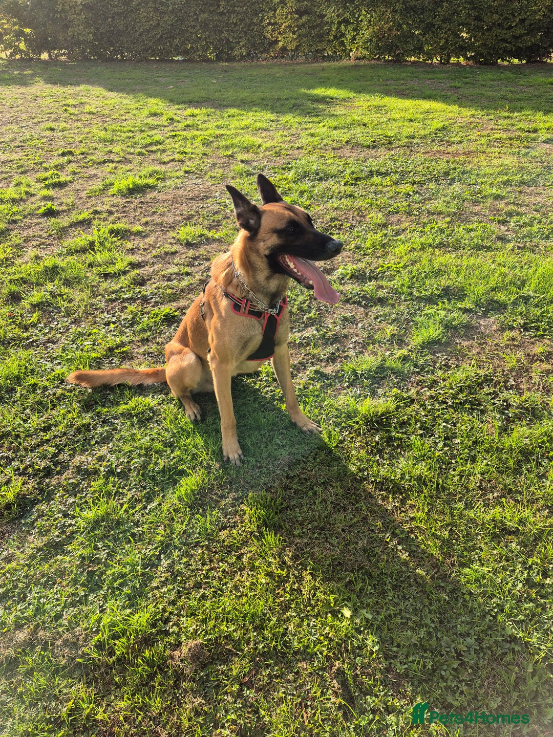 Belgian Shepherd Dog dogs for stud: Big Boy Belgian Shepherd Dog For Stud in Cheltenham - Image 3