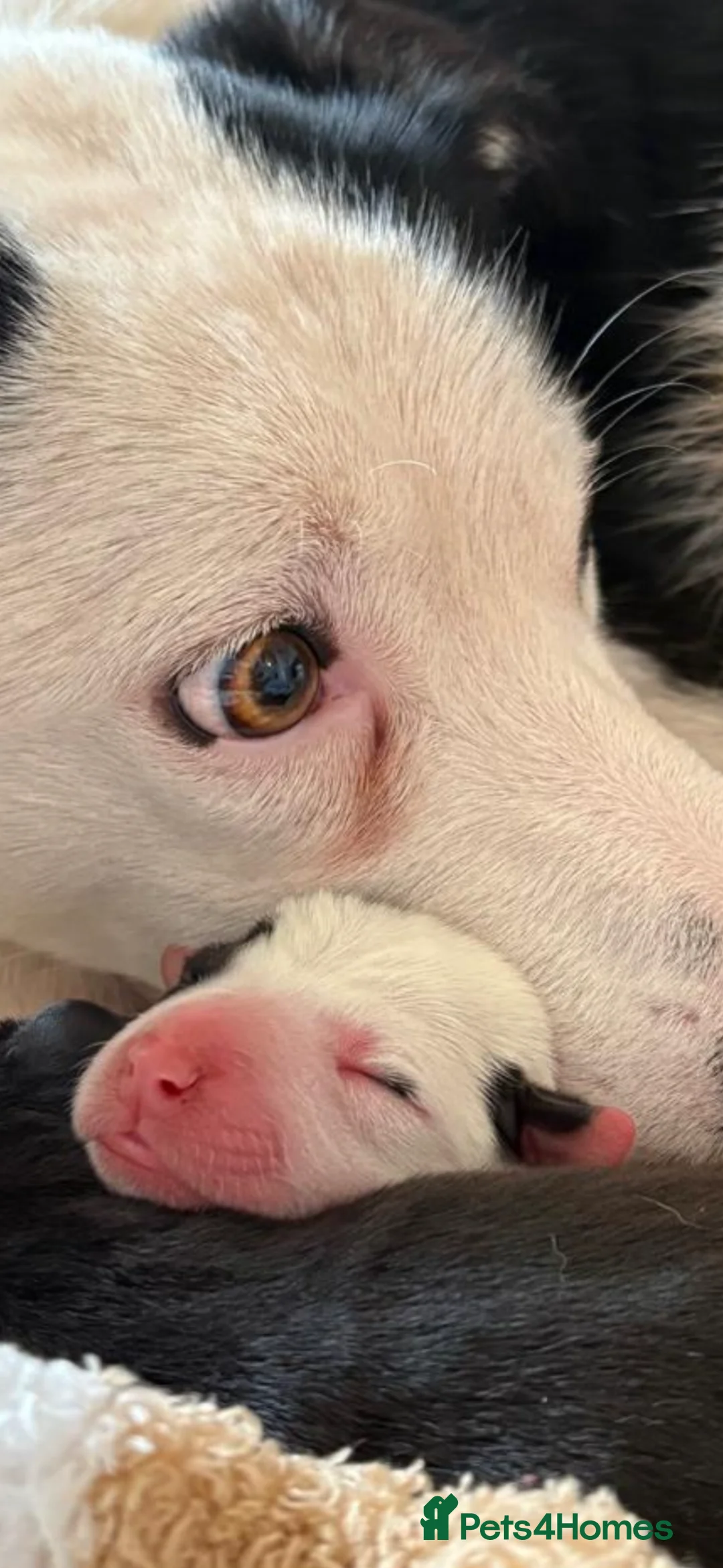 Mixed Breed dogs for sale: Two boys left  in Tiverton - Advert 2