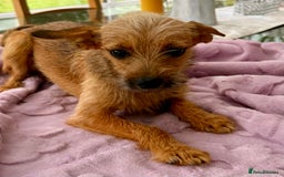 Russian Toy Terrier dogs for adoption: Giselle – The Tiny Survivor with a Big Personality - Image 9
