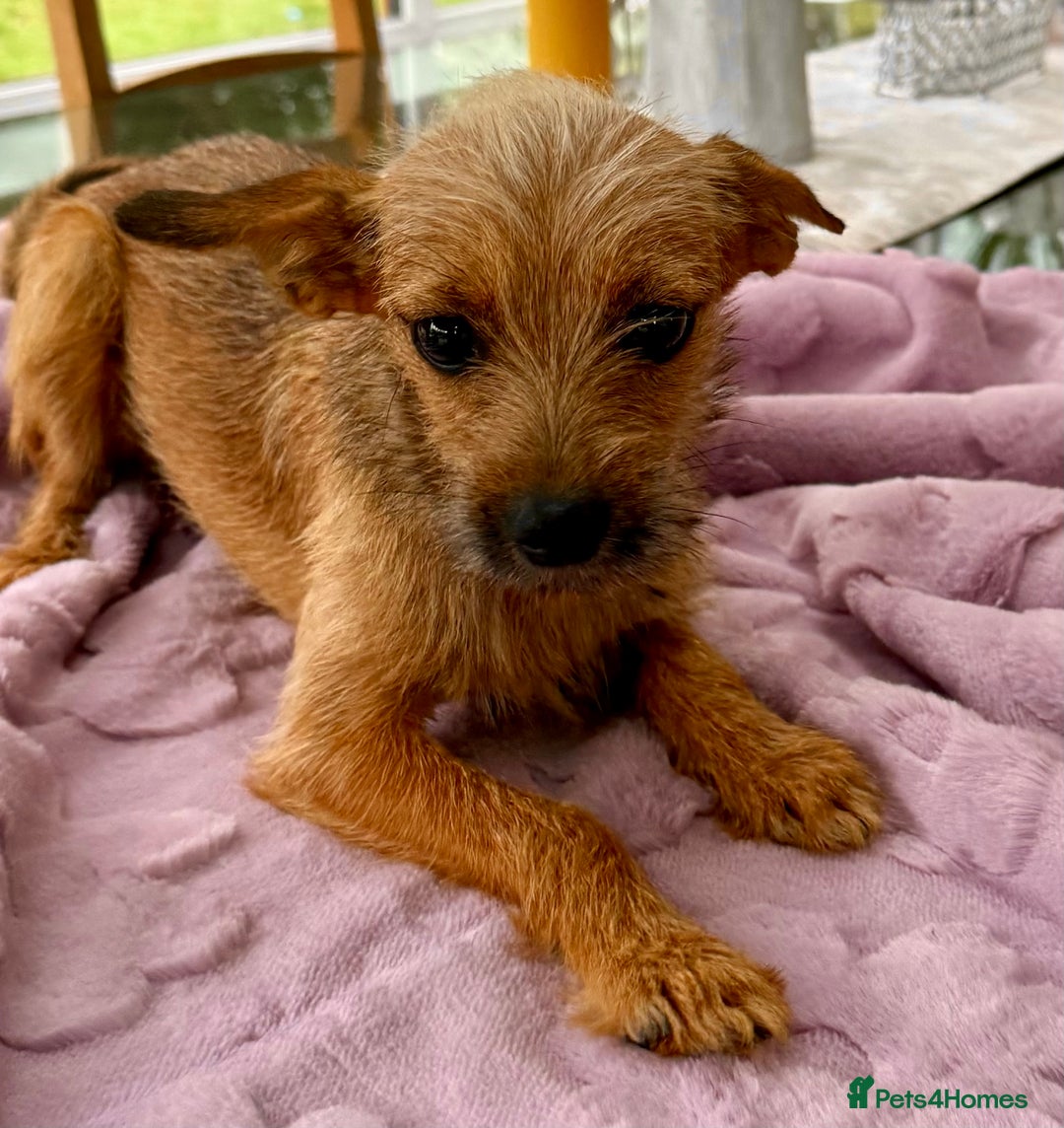 Russian Toy Terrier dogs for adoption: Giselle – The Tiny Survivor with a Big Personality - Image 9