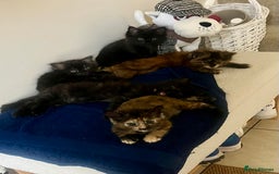 Mixed Breed cats for sale: 2 Black Fluffy Kittens (15wk old brothers) - Image 26
