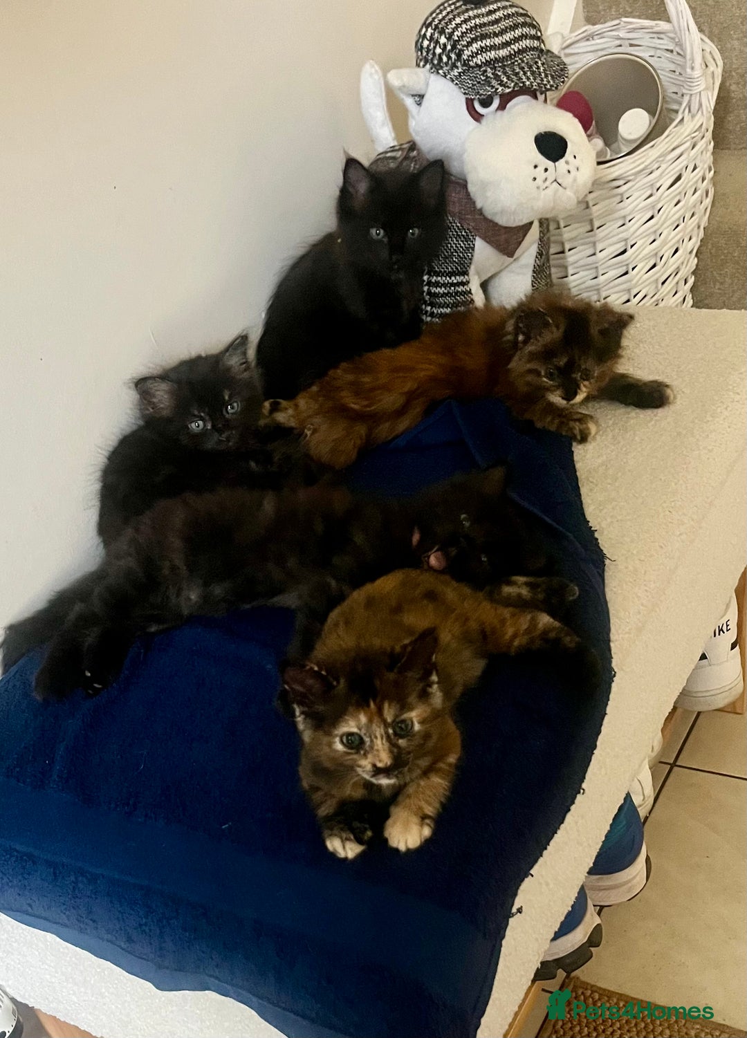 Mixed Breed cats for sale: 2 Black Fluffy Kittens (15wk old brothers) - Image 26