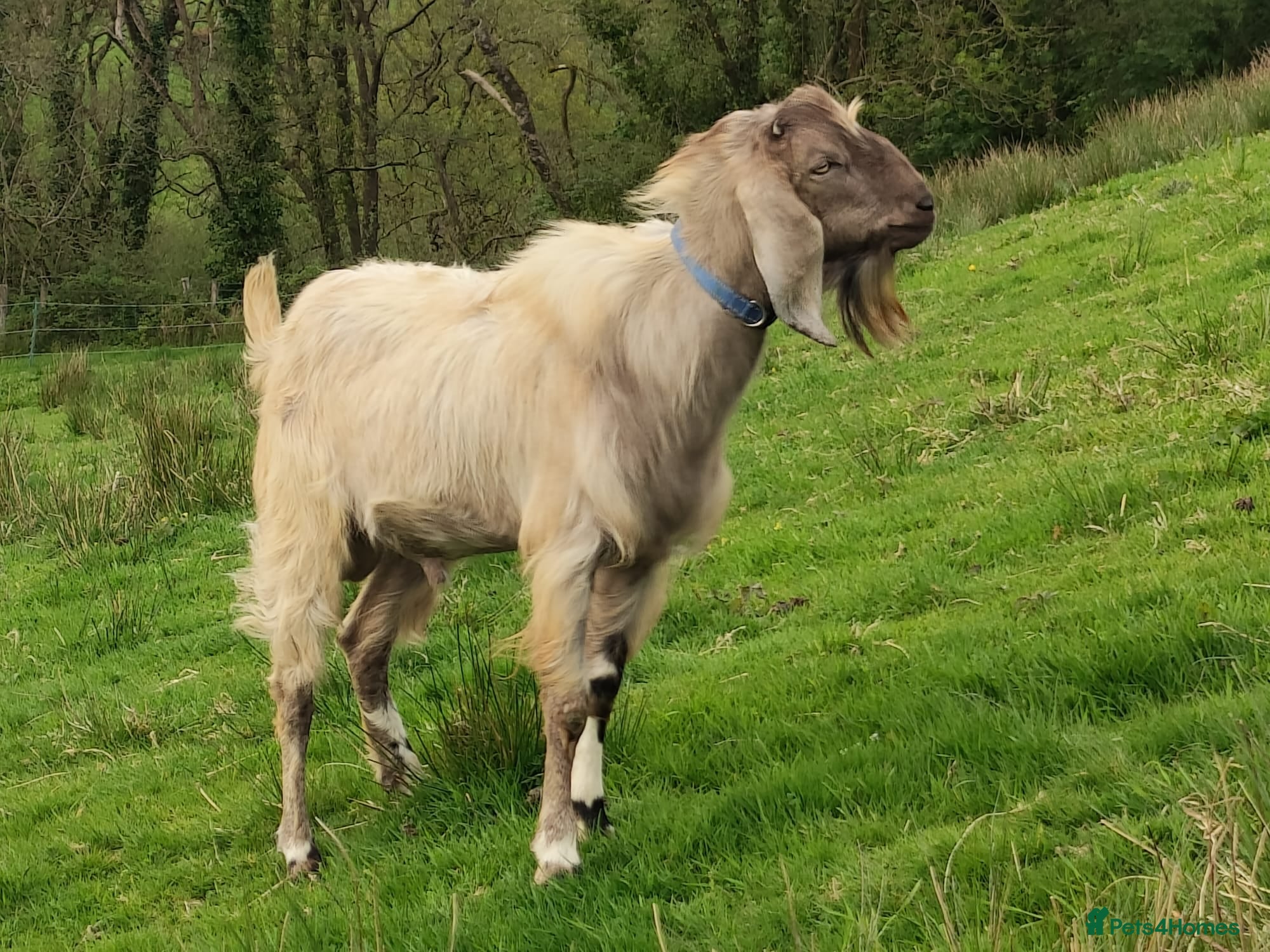 Goats livestock Pedigree Anglo Nubian Buck for sale - Advert 6