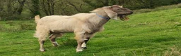 Goats livestock for sale: Pedigree Anglo Nubian Buck for sale in Carmarthen - Advert 1