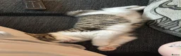 Domestic Shorthair cats for sale: 2 kittens looking for forever home! - Advert 4