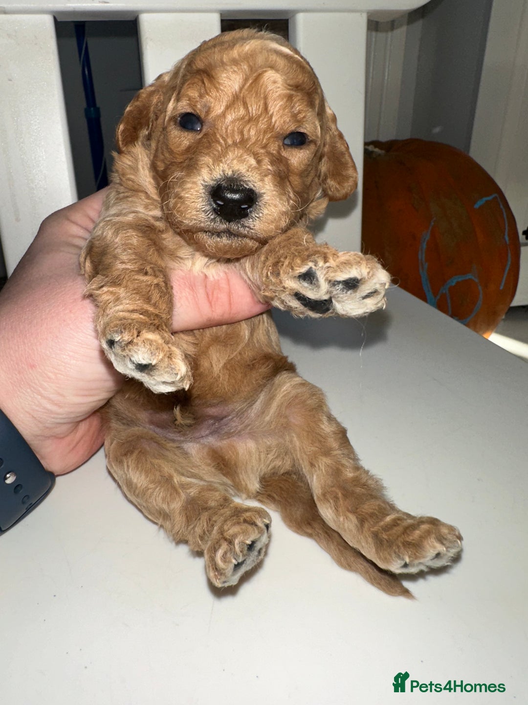 Goldendoodle dogs for sale: Miniature Goldendoodles - Ready Mid December  - Advert 22