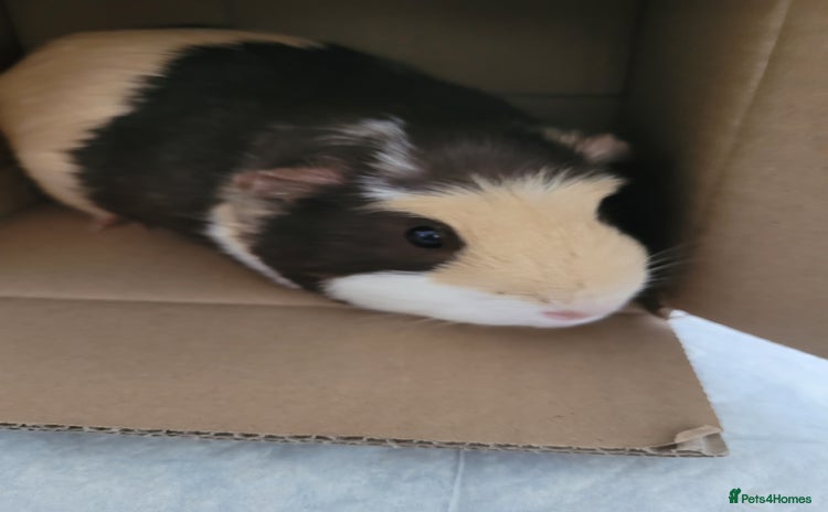 Guinea Pig rodents - Advert 2