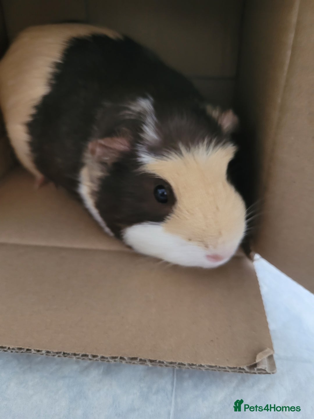 Guinea Pig rodents for sale: 2 female guinea pigs for sale  - Image 1