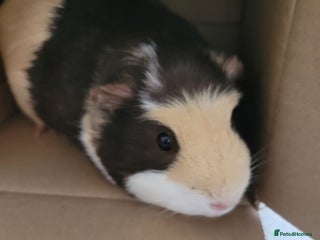 Guinea Pig rodents - Advert 1