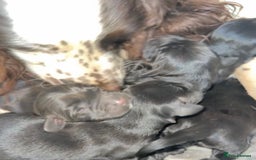 Springador dogs for sale: Gorgeous Springador’s looking for new homes!  - Image 7