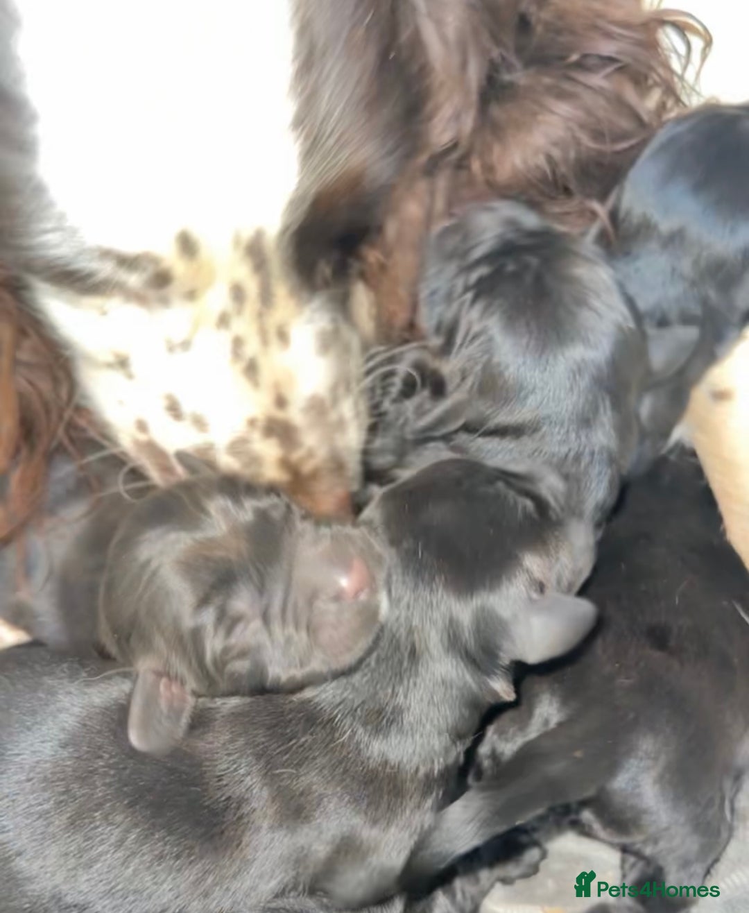 Springador dogs for sale: Gorgeous Springador’s looking for new homes!  - Image 7