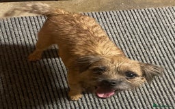Border Terrier dogs for sale: Quality Border Terrier Puppies - Image 2