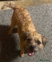 Border Terrier dogs Quality Border Terrier Puppies - Advert 2