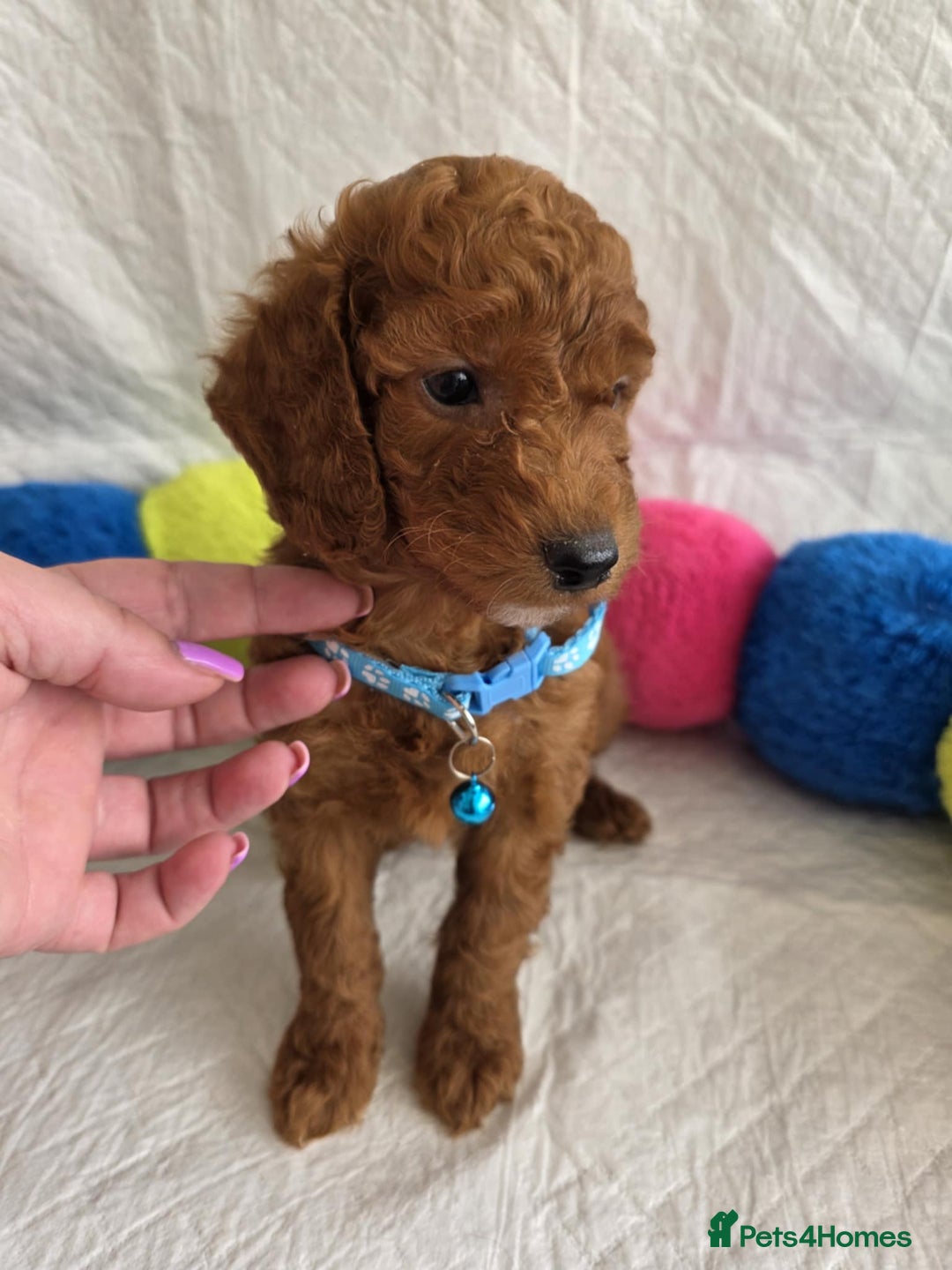 Goldendoodle dogs for sale: 👑Superb Rare Toy/Mini Deepest Red Goldendoodles👑 - Image 19