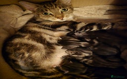 Bengal cats for sale: 4 Beautiful Bengal Kittens For Sale - Image 8