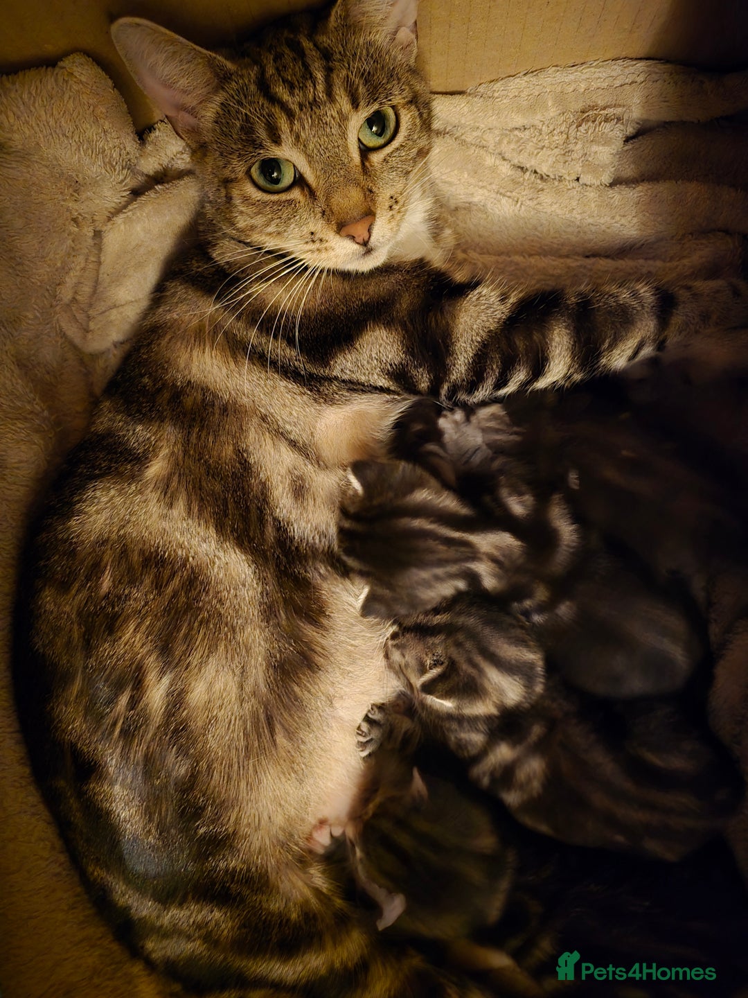 Bengal cats for sale: 4 Beautiful Bengal Kittens For Sale - Image 8