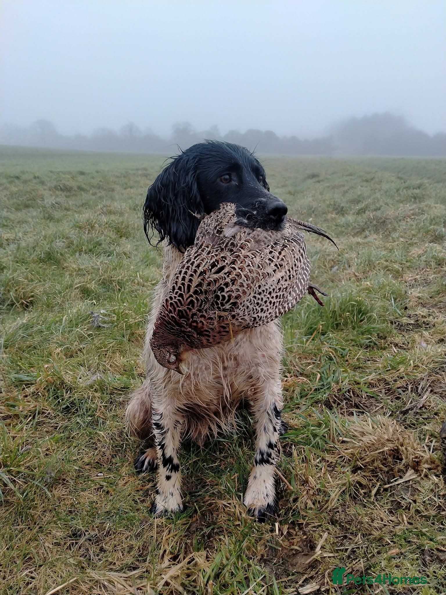 English Springer Spaniel dogs Traditional keeper's KC working stud - Advert 1