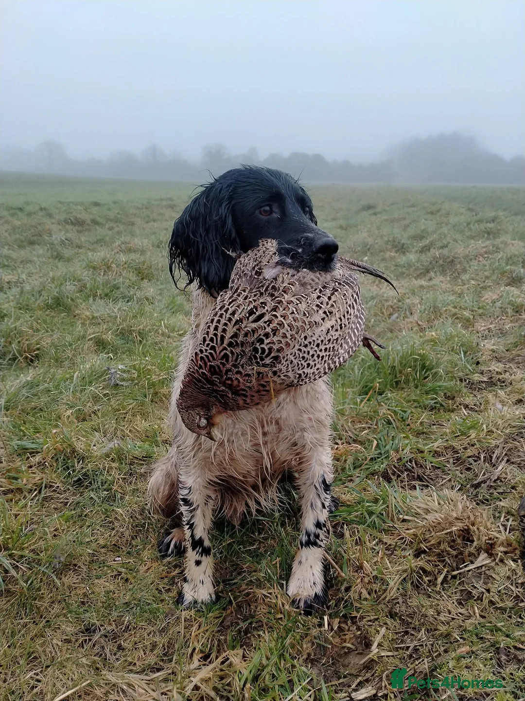 English Springer Spaniel dogs for stud: Traditional keeper's KC working stud - Advert 1