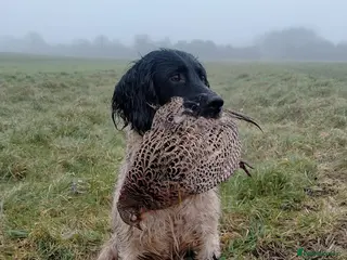 English Springer Spaniel dogs Traditional keeper's KC working stud - Advert 1