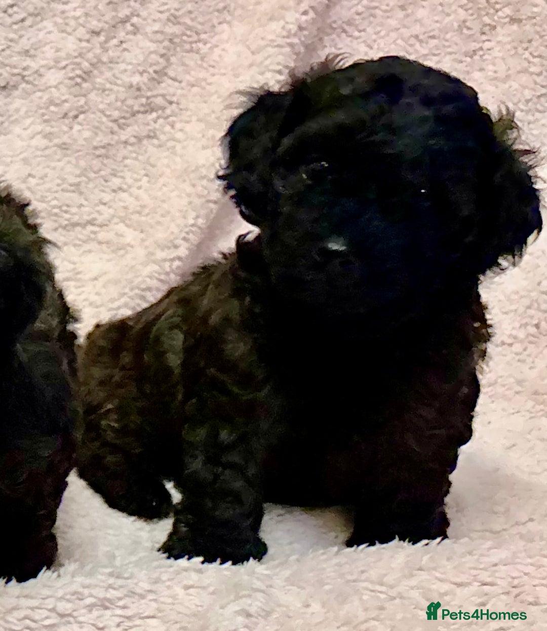 Yorkiepoo dogs for sale: Beautiful yorkipoo puppies - Image 31