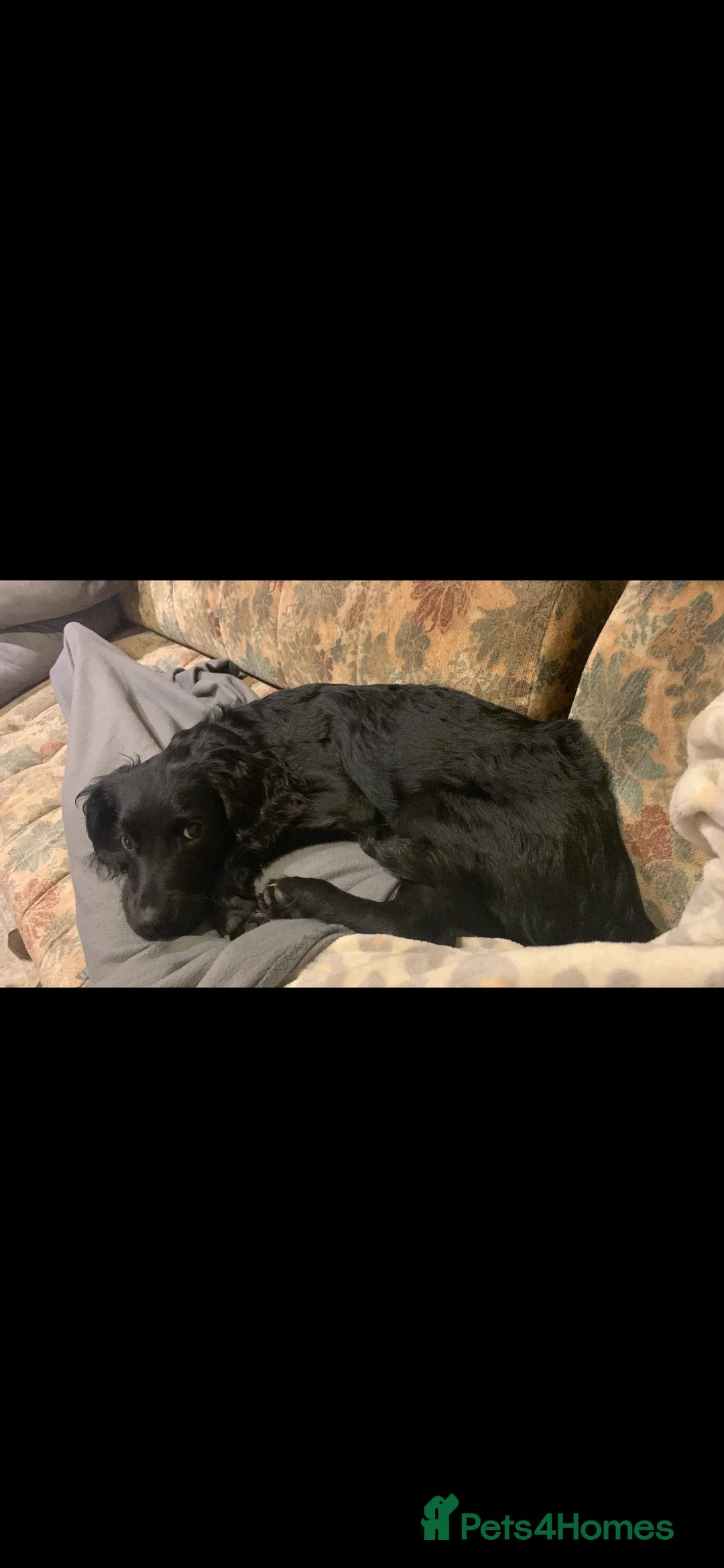 Mixed Breed dogs for sale: 9 Month Old Springador. Looking for a new home - Advert 4