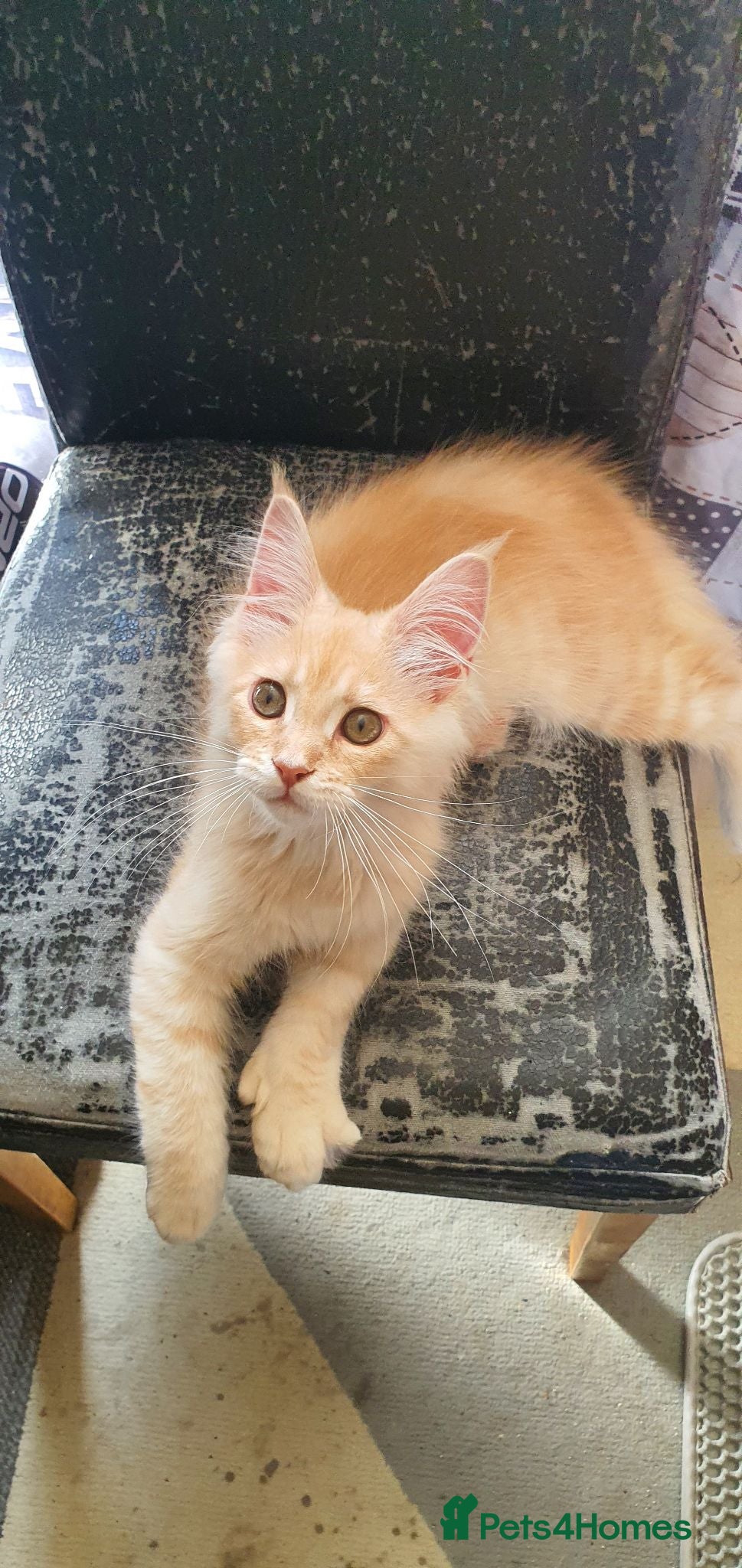 Maine Coon cats Maine coon 😸 Last cream boy left - Advert 1