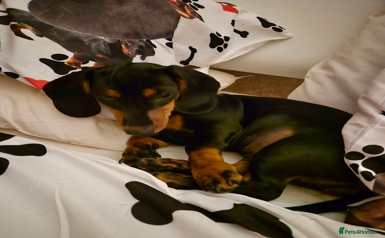 Dachshund dogs - Advert 1