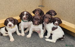 English Springer Spaniel dogs for sale: English Springer Spaniels Puppies 🐾 - Image 5