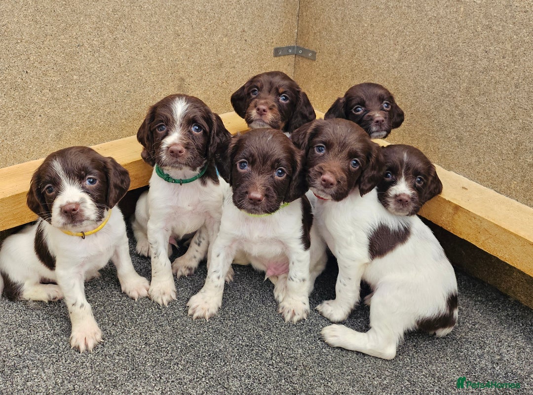 English Springer Spaniel dogs for sale: English Springer Spaniels Puppies 🐾 - Image 5