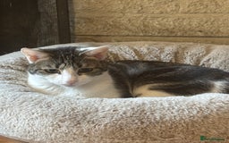 British Shorthair cats for sale: Two young female cats  - Image 6