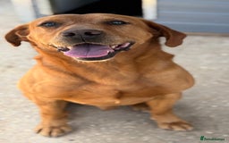 Labrador Retriever dogs for sale: WAITING LIST - KC Reg Fully Health Tested Parents - Image 2