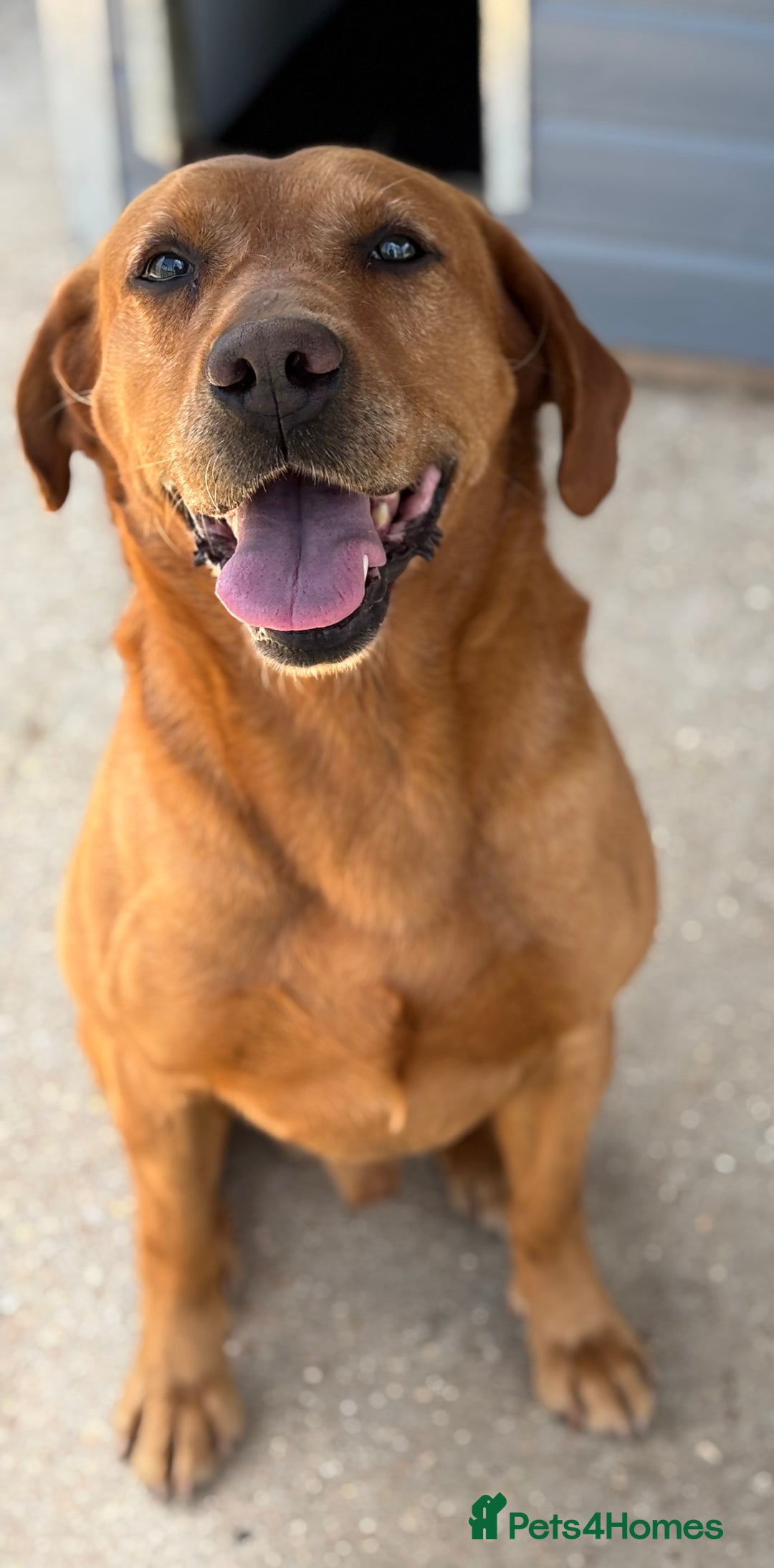 Labrador Retriever dogs for sale: WAITING LIST - KC Reg Fully Health Tested Parents - Image 2