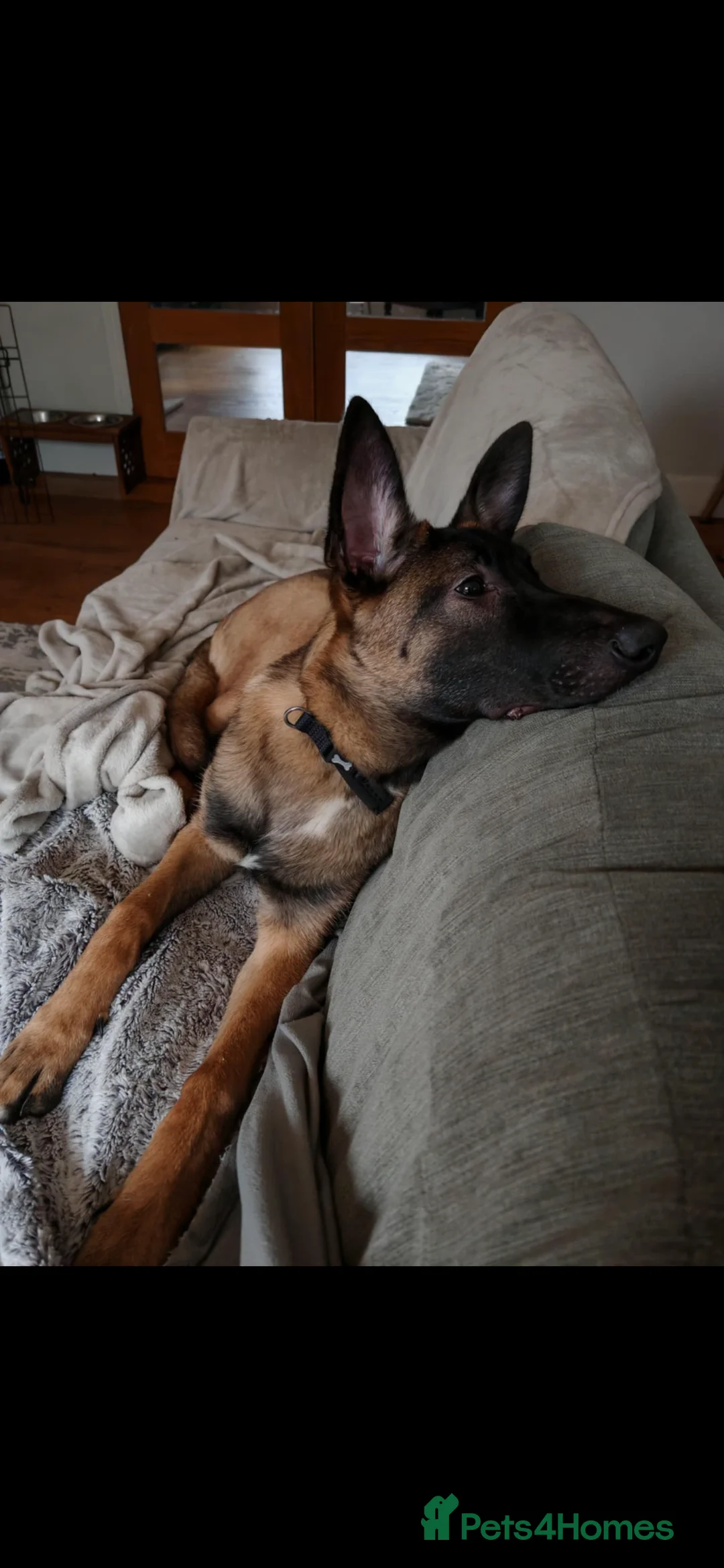 Belgian Shepherd Dog dogs for sale: Malinios male puppy in Barnoldswick - Advert 10