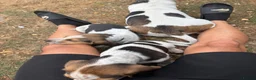 Beagle dogs for sale: 🐶Beagle Puppies 2 Girls for Sale🐶 - Advert 2