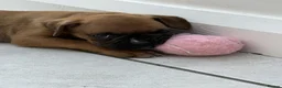 Boxer dogs for sale: 3 Boxer pups for sale in Glasgow - Advert 7