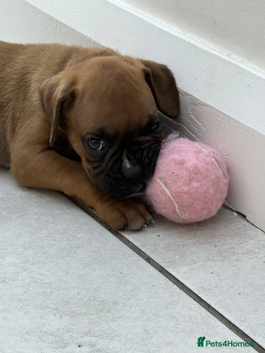 Boxer dogs for sale: 3 Boxer pups for sale in Glasgow - Advert 7