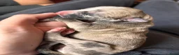 Lurcher dogs for sale: Indie & Murphy’s Love Story – The Next Chapter 🐾 - Advert 37