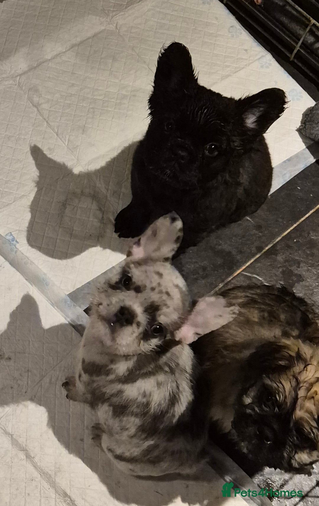 French Bulldog dogs for sale: 3 female french bulldogs - Advert 1